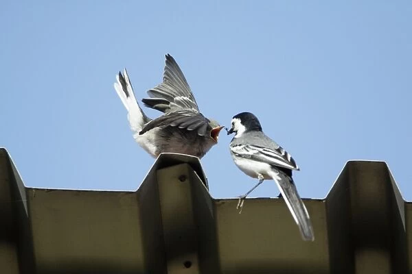 White Wagtail - juvenile being fed by parent bird, on tin roof, Lower Saxony, Germany