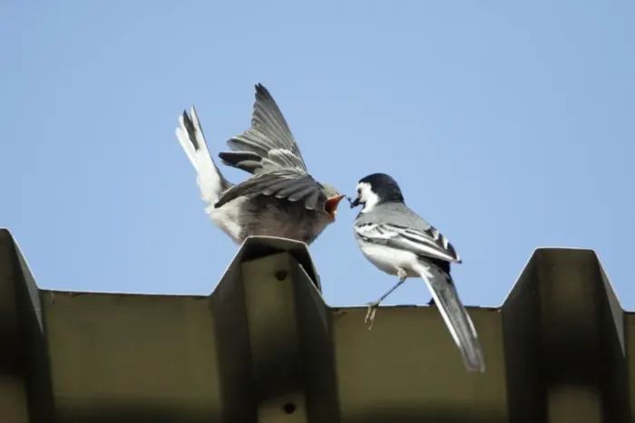 Framed Print : White Wagtail - juvenile being fed by parent bird, on tin roof, Lower Saxony, Germany Framed Print : White Wagtail - juvenile being fed by parent bird, on tin roof, Lower Saxony, Germany