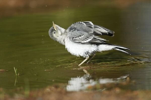 White Wagtail - juvenile taking a bath in a puddle, Lower Saxony, Germany