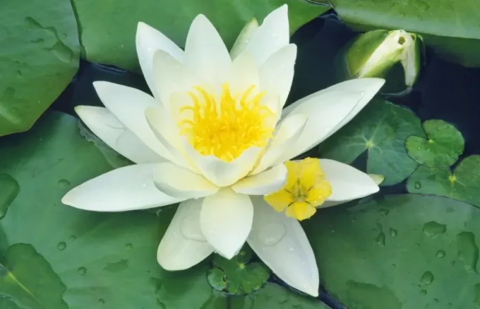 Framed Print : White Water Lily - in garden pond Framed Print : White Water Lily - in garden pond