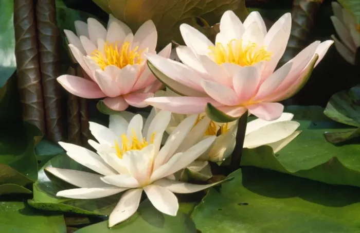 Framed Print : White water Lily - in garden pond Framed Print : White water Lily - in garden pond