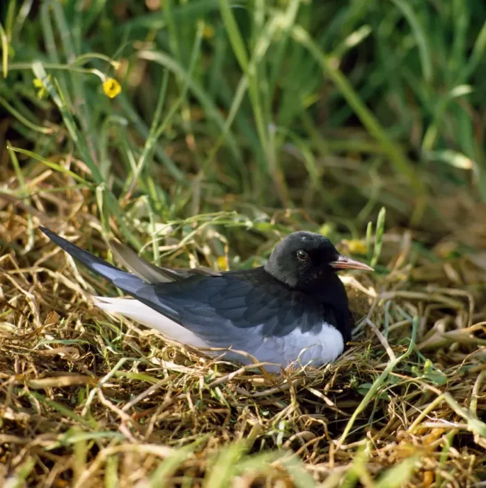 Framed Print : White-winged Black Tern Framed Print : White-winged Black Tern