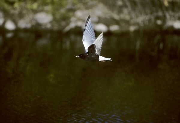 White-Winged Black Tern - In Flight Lesbos, Greece BI006275