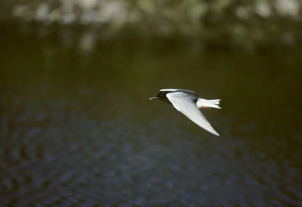 White Winged Black Tern - In Flight Lesbos, Greece BI006910