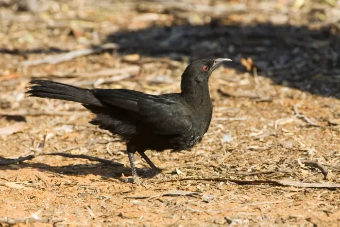 Framed Print : White-winged Chough In Hattah Kulkyne National Park, Victoria, Australia
