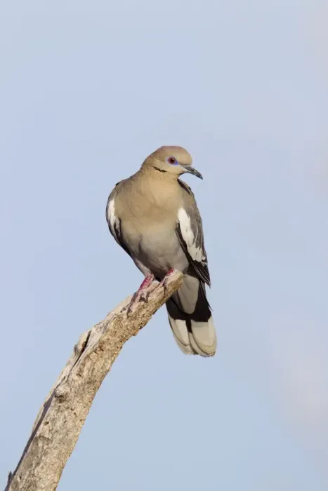 Framed Print : White-winged Collared Dove - southeast Arizona in March - USA Framed Print : White-winged Collared Dove - southeast Arizona in March - USA