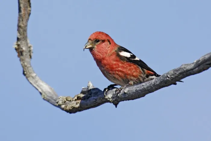 Framed Print : White-winged Crossbill Framed Print : White-winged Crossbill