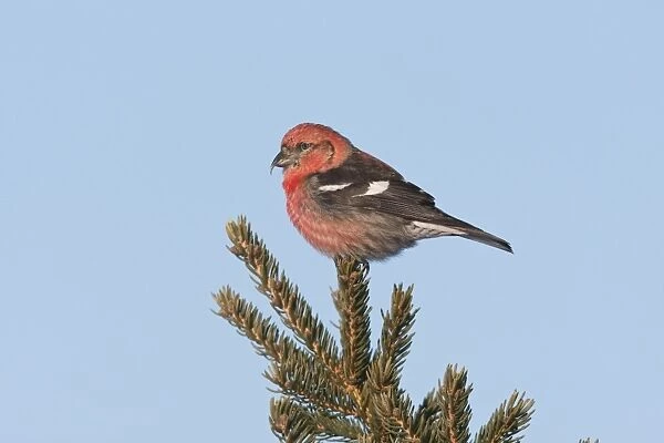 White-winged Crossbill - male feeding on pine cones - January - MA - USA