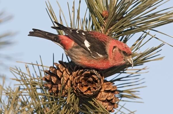 White-winged Crossbill - male feeding on pine cones