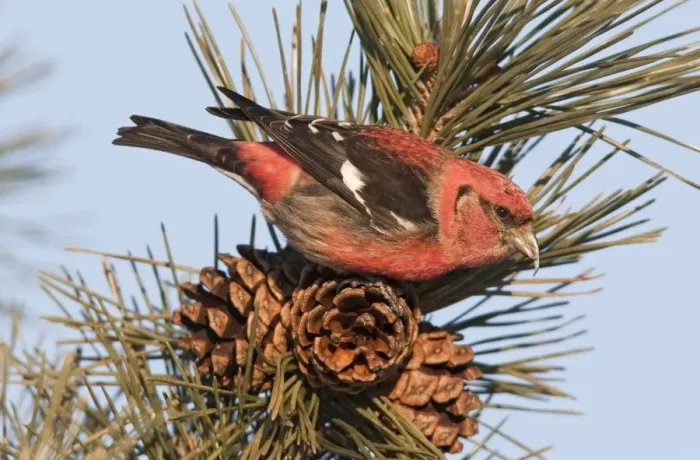 Framed Print : White-winged Crossbill - male feeding on pine cones - January - MA - USA Framed Print : White-winged Crossbill - male feeding on pine cones - January - MA - USA