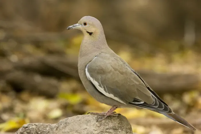 Framed Print : White-winged dove - Arizona, USA Framed Print : White-winged dove - Arizona, USA