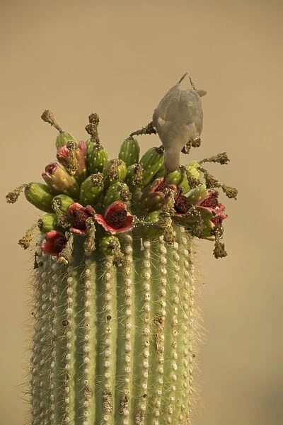White-winged Dove - Arizona, USA - Feeding on saguaro fruits - Range is extreme southern United States and into Mexico - Feeds on grain-wild seeds and cactus fruits