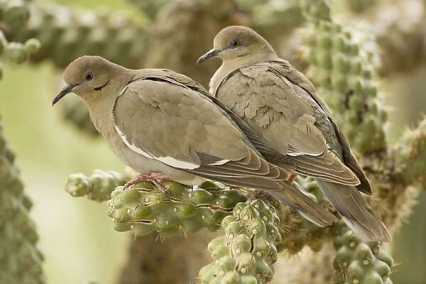 White-winged Dove - Perched on cholla cactus -Arizona - USA