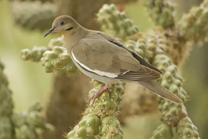 Framed Print : White-winged Dove - Perched on cholla cactus -Arizona - USA Framed Print : White-winged Dove - Perched on cholla cactus -Arizona - USA