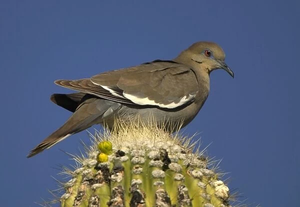 White-winged Dove - Perched on saguaro cactus- Sonoran desert Arizona-feeds on grain-wild seeds-cactus fruits and blossoms Arizona, USA