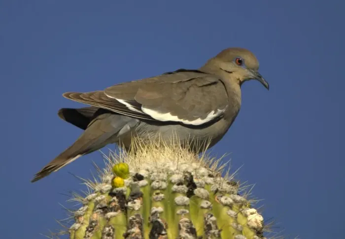 Framed Print : White-winged Dove - Perched on saguaro cactus- Sonoran desert Arizona-feeds on grain-wild seeds-cactus fruits and blossoms Arizona, USA Framed Print : White-winged Dove - Perched on saguaro cactus- Sonoran desert Arizona-feeds on grain-wild seeds-cactus fruits and blossoms Arizona, USA