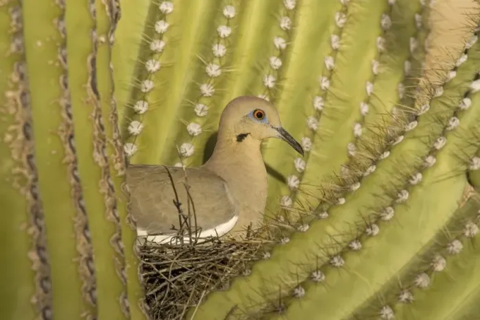Framed Print : White-winged Dove - Sitting on the nest which is well protected by the spines of a Giant Saguaro cactus (Carnegiea gigantea). The saguaro is the symbol of the American Southwest and indicator of the Sonoran Desert. Saguaro National Park