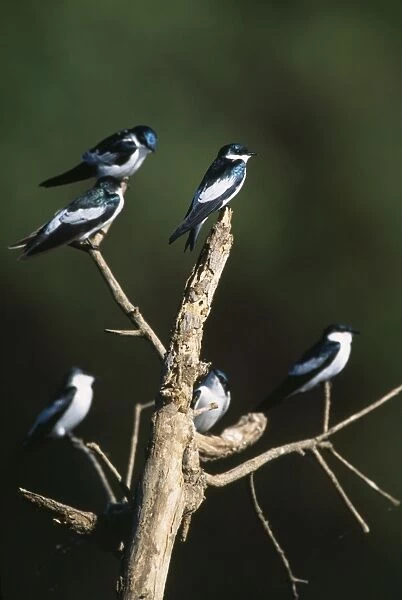 White-winged SWALLOW - X6, perched in tree