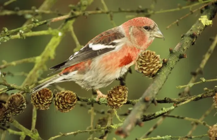Framed Print : White-winged / Two-barred Crossbill - male Framed Print : White-winged / Two-barred Crossbill - male