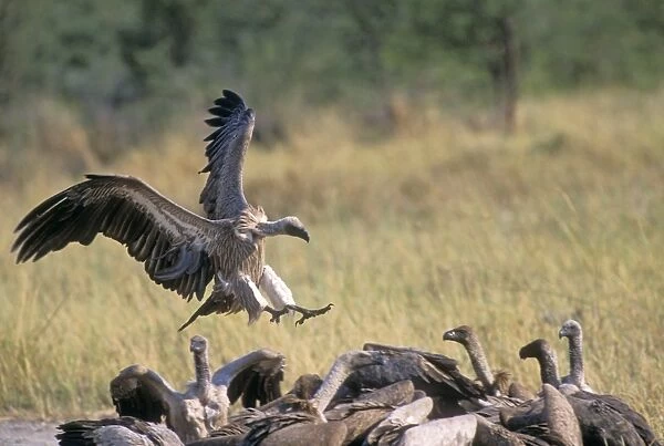 Whitebacked Vulture Botswana, Africa