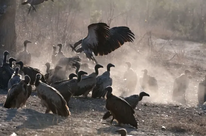Framed Print : Whitebacked Vulture - group on ground near carcass - Sabi Sands Game Reserve - South Africa Framed Print : Whitebacked Vulture - group on ground near carcass - Sabi Sands Game Reserve - South Africa