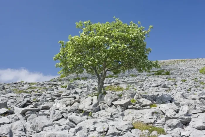 Framed Print : Whitebeam Tree - in flower, on limestone pavement, the Burren, Eire Framed Print : Whitebeam Tree - in flower, on limestone pavement, the Burren, Eire