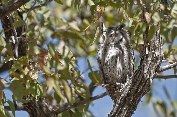 Whitefaced Owl - roosting in tree - Namibia