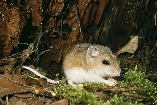 Whitefooted Deer Mouse PM 7249 USA Peromyscus © Pat Morris  /  ARDEA LONDON