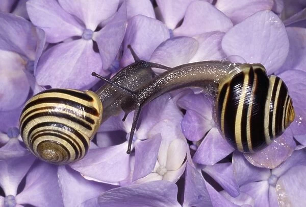 Whitelipped Banded Snail  /  Humbug Snail - courting pair - UK