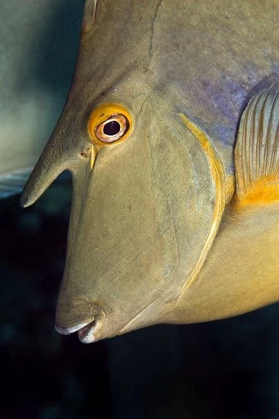 Whitemargin Unicornfish - Red Sea