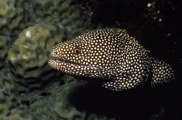 Whitemouth Moray Eel Indo Pacific