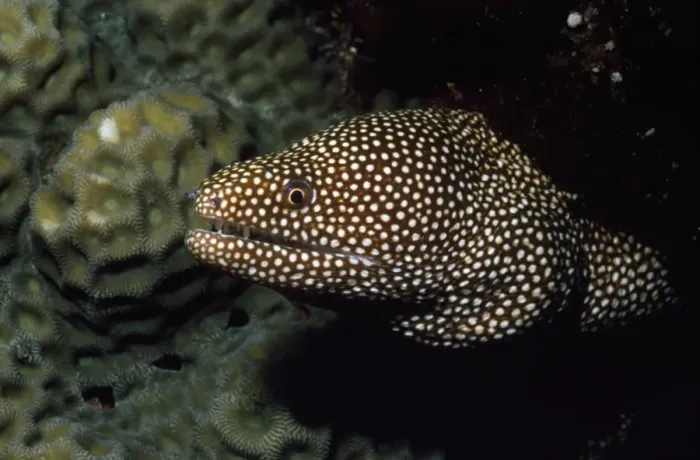 Framed Print : Whitemouth Moray Eel Indo Pacific Framed Print : Whitemouth Moray Eel Indo Pacific