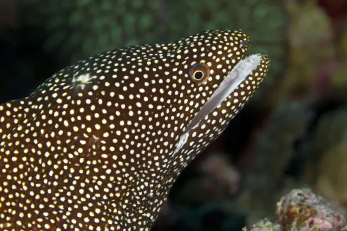 Framed Print : Whitemouth Moray Eel - Maldives Framed Print : Whitemouth Moray Eel - Maldives