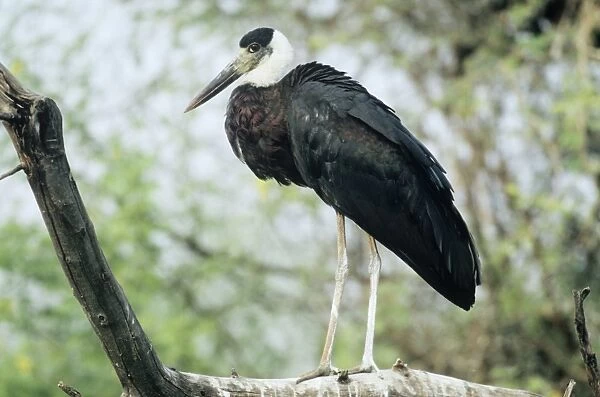 Whitenecked Stork Keoladeo National Park, India