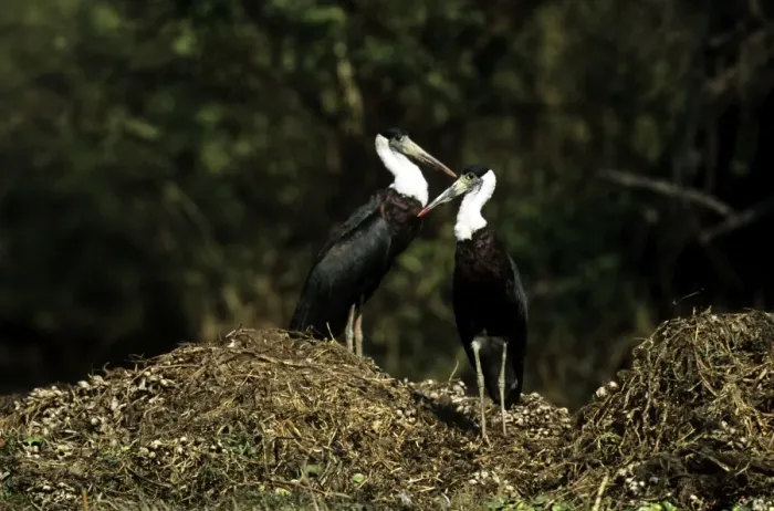 Framed Print : Whitenecked Stork - pair on nest mound - Keoladeo National Park - India Framed Print : Whitenecked Stork - pair on nest mound - Keoladeo National Park - India