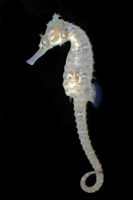 Framed Print : White's Sea Horse - South West Pacific