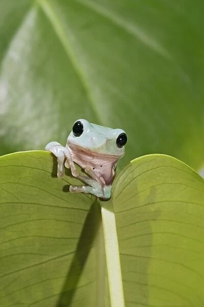 Whites Treefrog – on leaf front view Australia, New Guinea 002980
