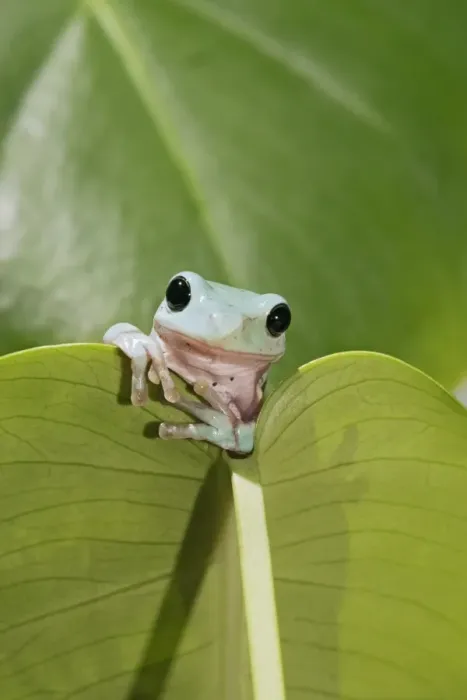 Framed Print : Whites Treefrog – on leaf front view Australia, New Guinea 002980 Framed Print : Whites Treefrog – on leaf front view Australia, New Guinea 002980