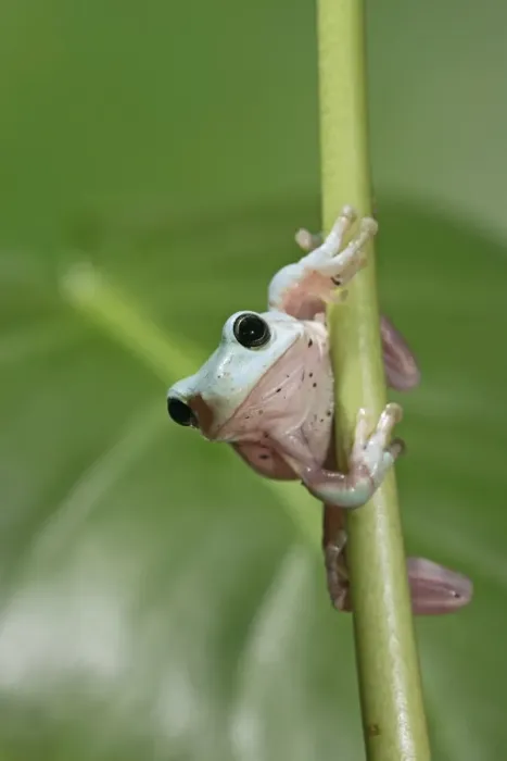 Framed Print : Whites Treefrog – on stem front view Australia, New Guinea 002975 Framed Print : Whites Treefrog – on stem front view Australia, New Guinea 002975