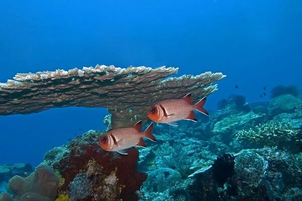 Whitespot Soldierfish - under coral ledge - Komodo Marine National Park - Indonesia