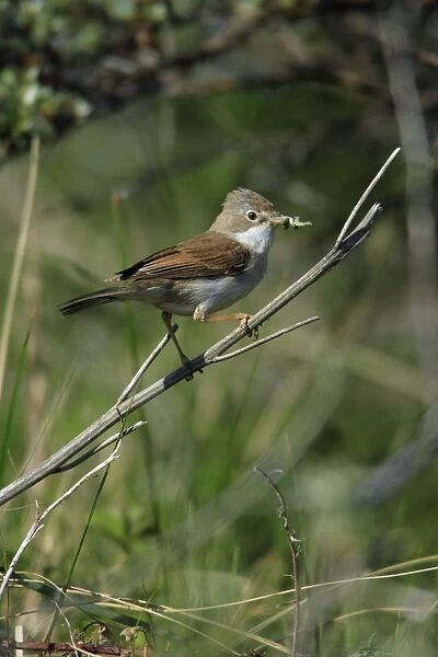Whitethroat - female, with food in beak, Texel, Holland