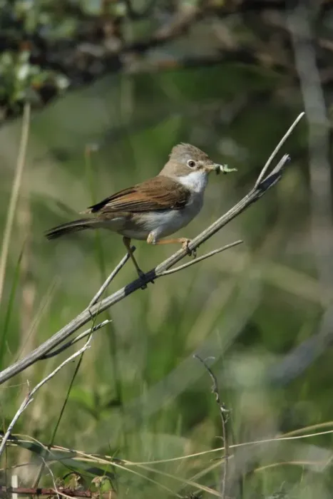 Framed Print : Whitethroat - female, with food in beak, Texel, Holland Framed Print : Whitethroat - female, with food in beak, Texel, Holland