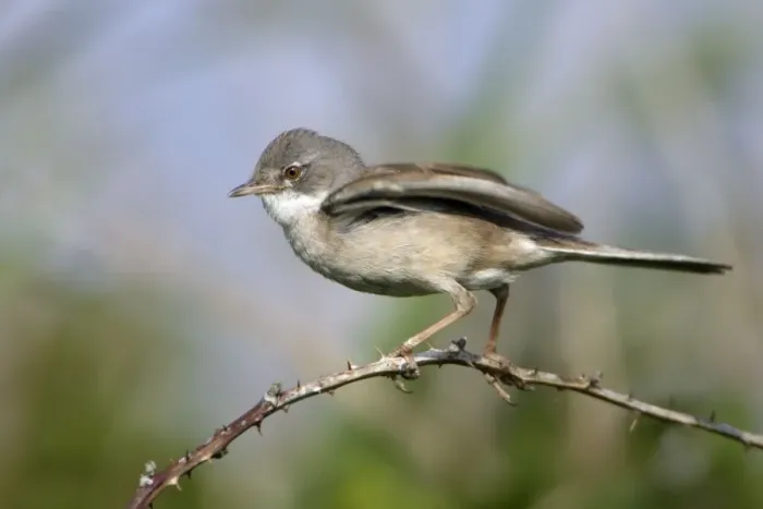 Framed Print : Whitethroat - Male displaying to female Northumberland, England