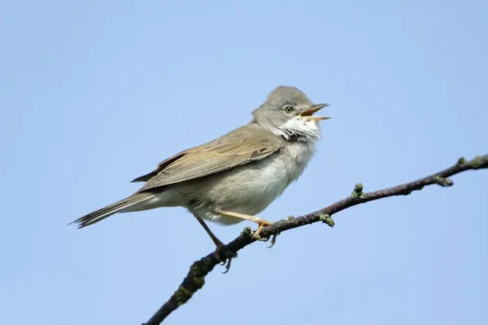 Framed Print : Whitethroat - male singing from branch, Lower Saxony, Germany Framed Print : Whitethroat - male singing from branch, Lower Saxony, Germany
