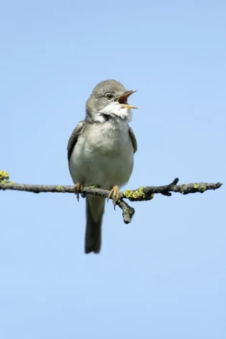 Framed Print : Whitethroat - male singing from branch, Lower Saxony, Germany