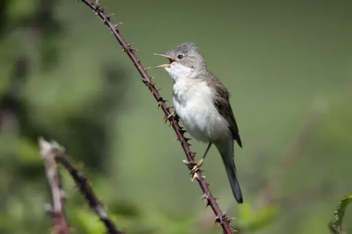 Framed Print : Whitethroat - male singing from briar, Lower Saxony, Germany Framed Print : Whitethroat - male singing from briar, Lower Saxony, Germany
