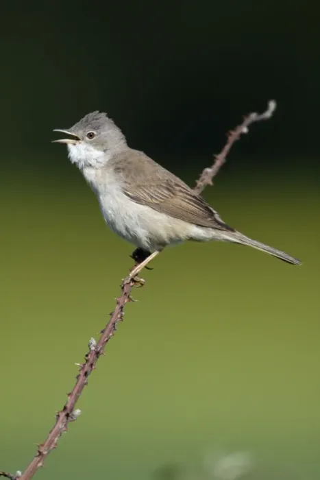 Framed Print : Whitethroat - male singing from briar, Lower Saxony, Germany Framed Print : Whitethroat - male singing from briar, Lower Saxony, Germany