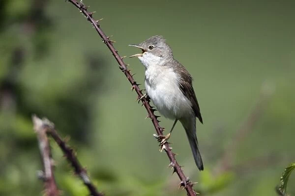 Whitethroat - male singing from briar, Lower Saxony, Germany