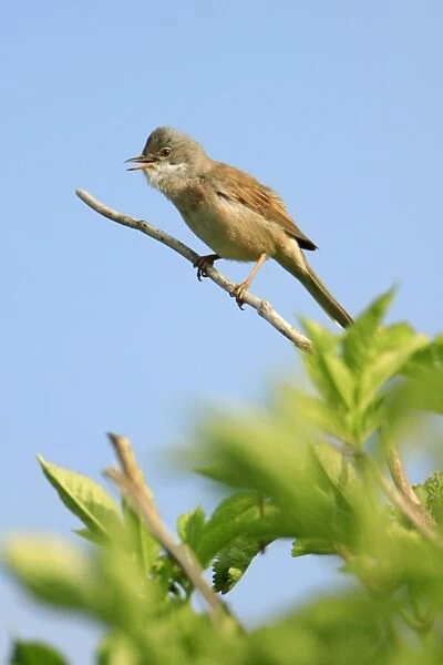 Whitethroat - male, singing from bush, Texel, Holland