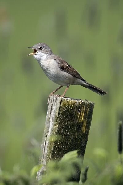 Whitethroat - male singing from fence post, Lower Saxony, Germany